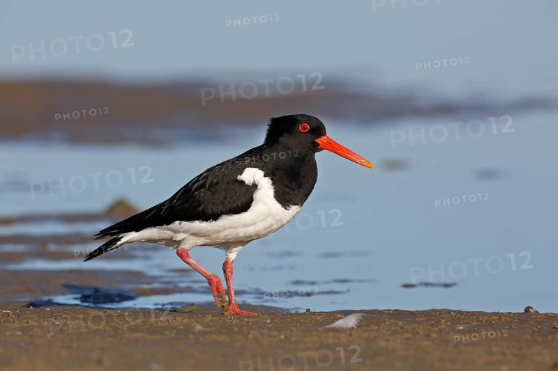 Eurasian oystercatcher (Haematopus ostralegus), adult bird walking in the mudflats, Lower Saxony Wadden Sea National Park, East Frisian Islands, Lower Saxony, Germany, Europe