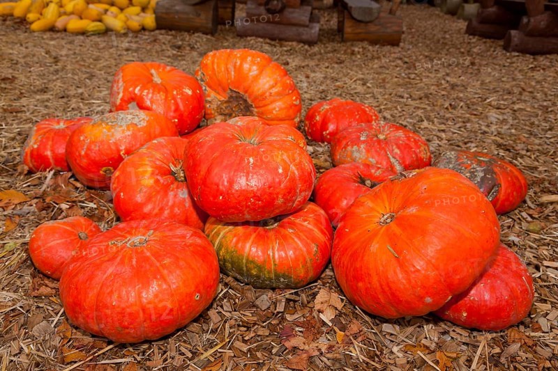 Pumpkins (Cucurbita) (Cucurbitaceae) are a genus of plants in the gourds . Five species are cultivated: Cucurbita argyrosperma, siam pumpkin (Cucurbita ficifolia), squash (Cucurbita maxima), musk squash (Cucurbita moschata) and garden pumpkin (Cucurbita pepo)