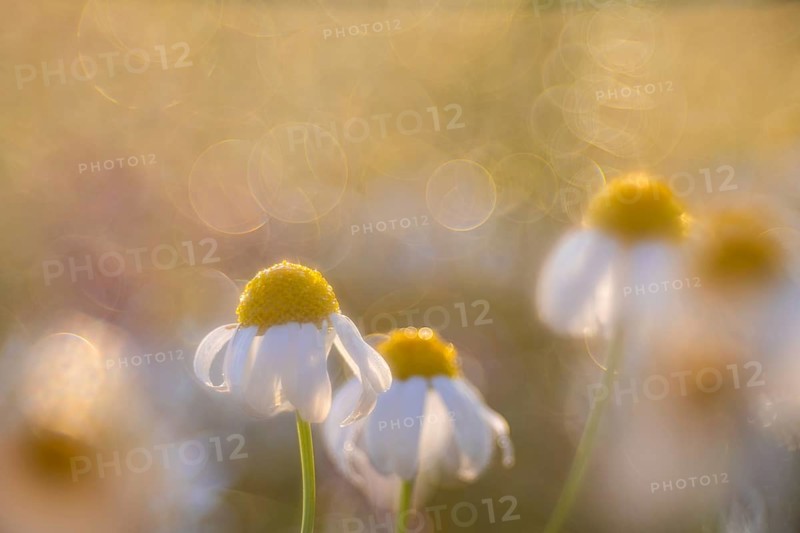 Common camomile (Matricaria recutita), Asteraceae, Otterswang, Pfullendorf, Linzgau, Baden-Württemberg, Germany, Europe