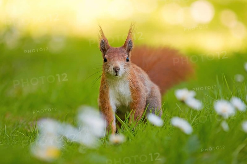 Eurasian red squirrel (Sciurus vulgaris) looking curiously at the photographer, Clara Zetkin Park, Leipzig