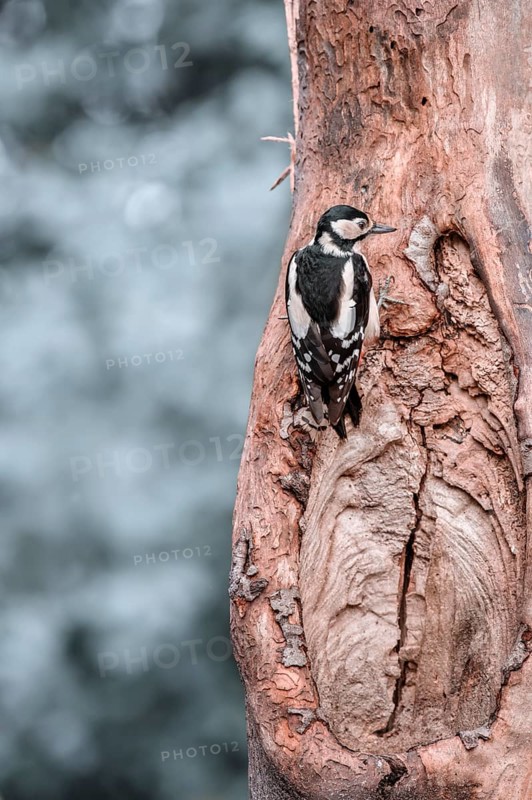Great spotted woodpecker (Dendrocopos major) from behind, hanging on a light tree trunk, looking to the right, background bright and blurred with bokeh circles, Overijssel, Netherlands