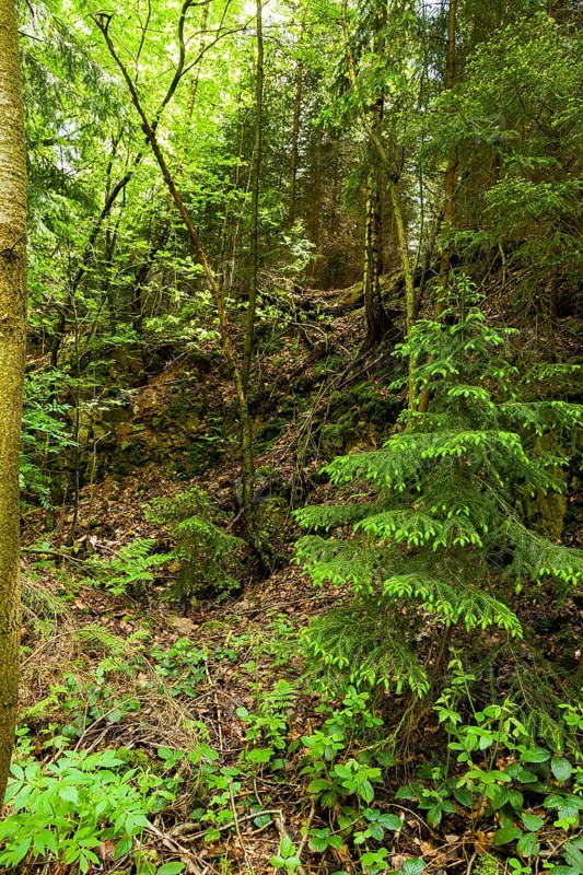 The Tharandt Forest, formerly known as the Grillenburg Forest, is a landscape in the centre of Saxony and lies southwest of the forestry town of Tharandt, south of the town of Wilsdruff