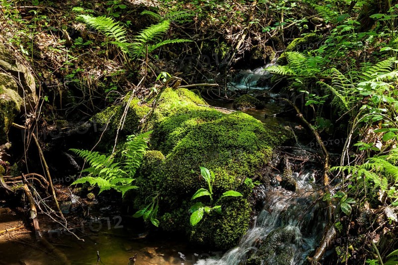 The Tharandt Forest, formerly known as the Grillenburg Forest, is a landscape in the centre of Saxony and lies southwest of the forestry town of Tharandt, south of the town of Wilsdruff