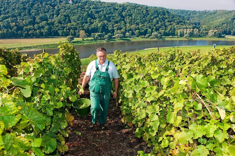 Not far from the Boselspitze, leaning towards the Elbe, is the vineyard known as the Rote Presse . The ochre-coloured vineyard cottage with its pointed roof, also known as the Swallow's Nest, is visible from afar