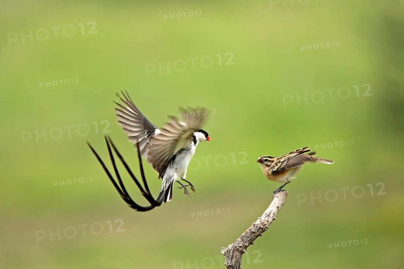 Pintailed Whydahs, pair, courting, Sabie Sand Game Reserve, South Africa (Vidua macroura)