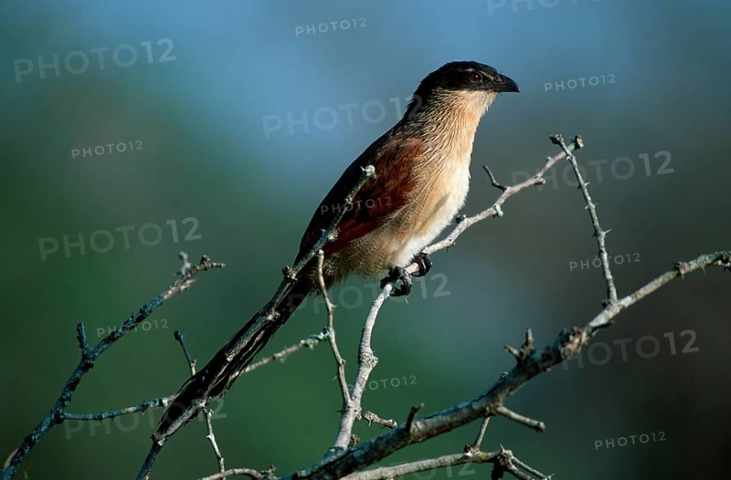 Burchell's Coucal, Kwazulu Natal, South_Africa (Centropus burchelli), Weissbrauen-Spornkuckuck, Kwazulu Natal, Suedafrika /