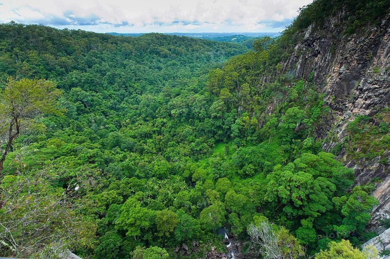 Eucalyptus trees (Eycalyptus), tree, palms, rainforest, landscape, tropics, plant, flora, jungle, nature, Nightcap National Park, Queensland, Australia, Oceania