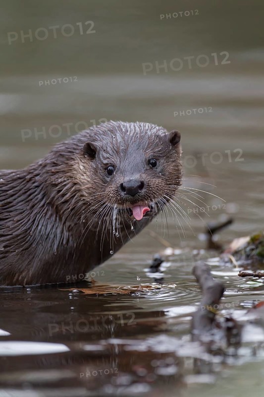 European otter (Lutra lutra) adult animal sticking its tongue out in a river, Norfolk, England, United Kingdom, Europe