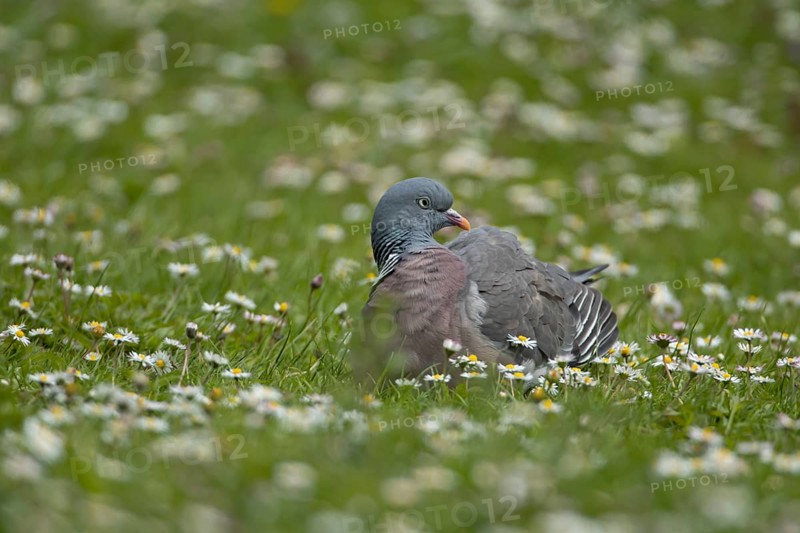Wood pigeon (Columba palumbus) adult bird on a grass lawn filled with flowering daisy plants, Suffolk, England, United Kingdom, Europe