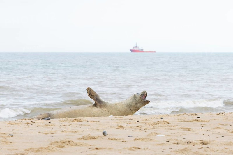 Grey (Halichoerus grypus) seal adult animal on a beach with a boat on the sea in the background, Norfolk, England, United Kingdom, Europe