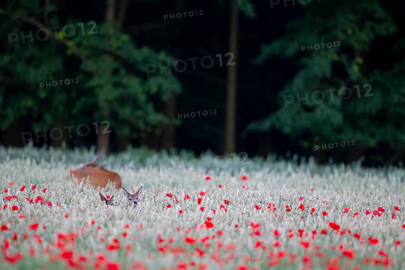 Roe deer (Capreolus capreolus) adult female doe with two young fawns in a farmland wheat field with flowering poppy flowers, Suffolk, England, United Kingdom, Europe