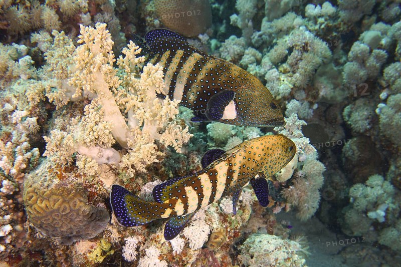 Pair of bluespotted grouper (Cephalopholis argus) during courtship, mating, dive site House Reef, Mangrove Bay, El Quesir, Red Sea, Egypt, Africa