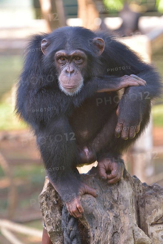 West African Chimpanzee (Pan troglodytes verus), Tacugama Chimpanzee Sanctuary, Province Western Area Tacugama, Sierra Leone, Africa