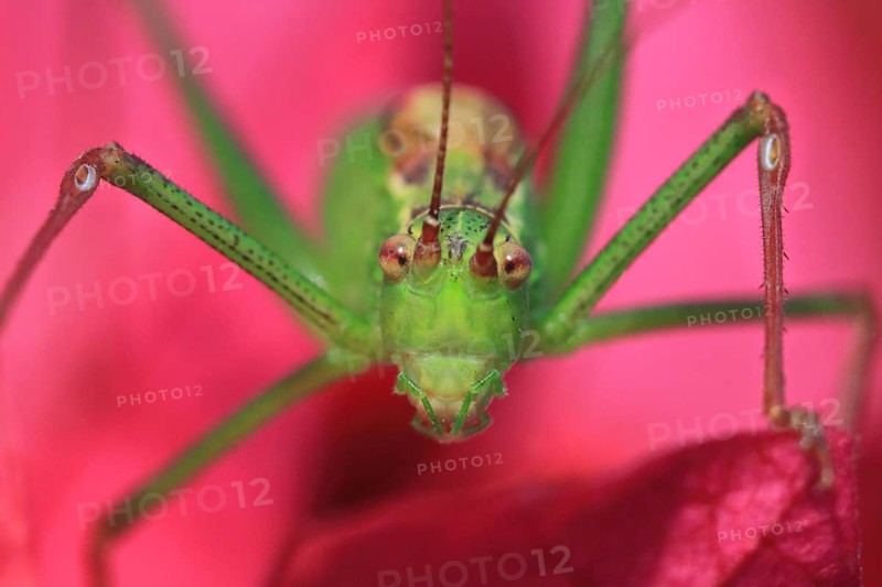 Speckled bush-cricket (Leptophyes punctatissima), green grasshopper sitting on pink bougainvillea, strong colour contrasts, with intense eye contact to the photographer, Munich, Bavaria, Germany, Europe