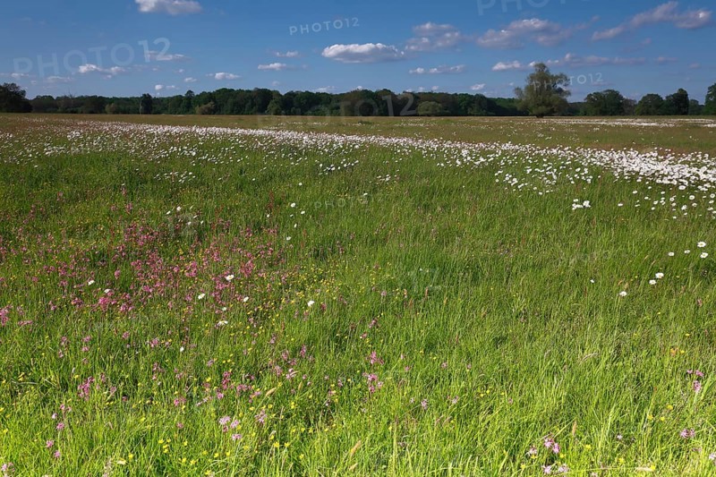 Meadows in spring with buttercups, campion and bluebells, flowering floodplain meadows in spring, Middle Elbe Biosphere Reserve, Saxony-Anhalt, Germany, Europe