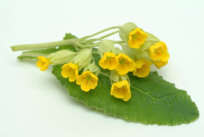 Common cowslip (Primula officinalis), cowslip, apothecary primrose, medicinal plant, flowers