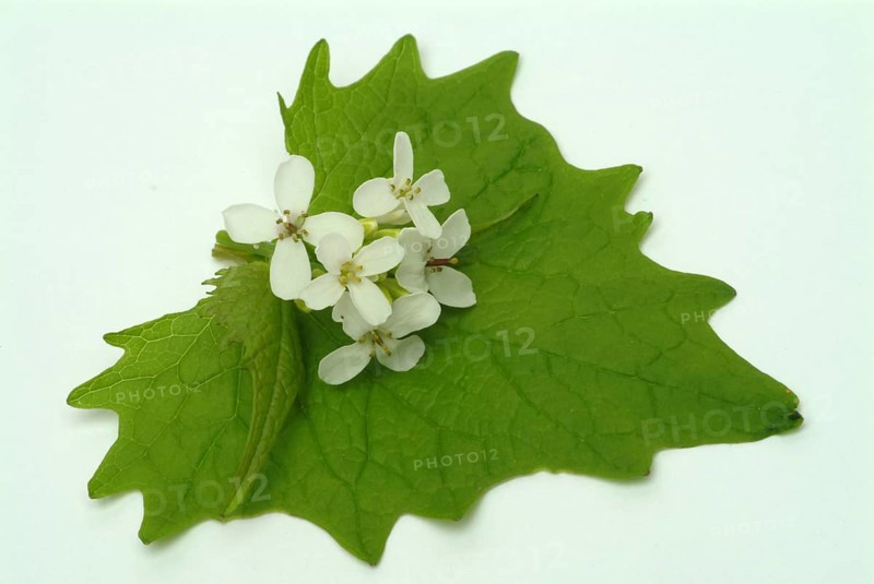Garlic rue, garlic rue, medicinal plant, seasoning plant, spice, herb, wild plant, medicinal use, Allaria officinalis, Alliaria comune
