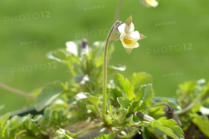 Field heartsease (Viola tricolor), medicinal plant, herb, wild plant, medicinal use