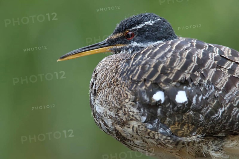 Portrait of a sunbittern (Eurypyga helias), captive