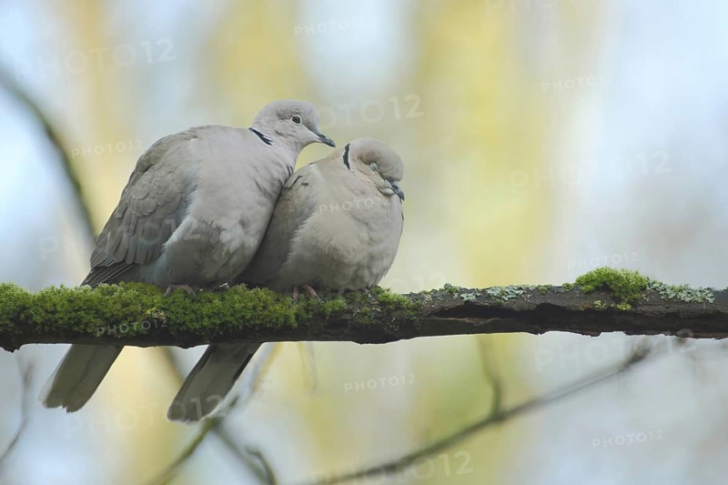 A pair of eurasian collared dove (Streptopelia decaocto) during courtship display, emotion, cuddling, cuddling, affection, closeness, relationship, female, male, sleeping, protecting, Bad Schönborn, Baden-Württemberg, Germany, Europe