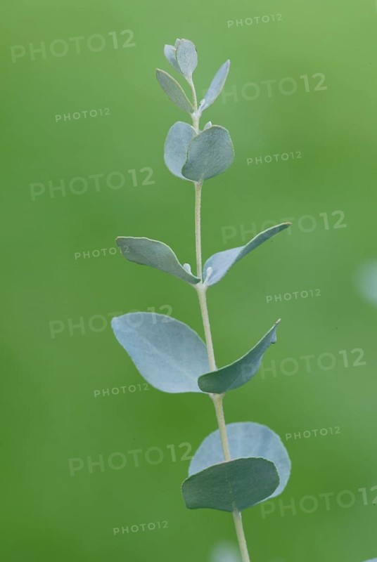 Eucalyptus (Eucalyptus)