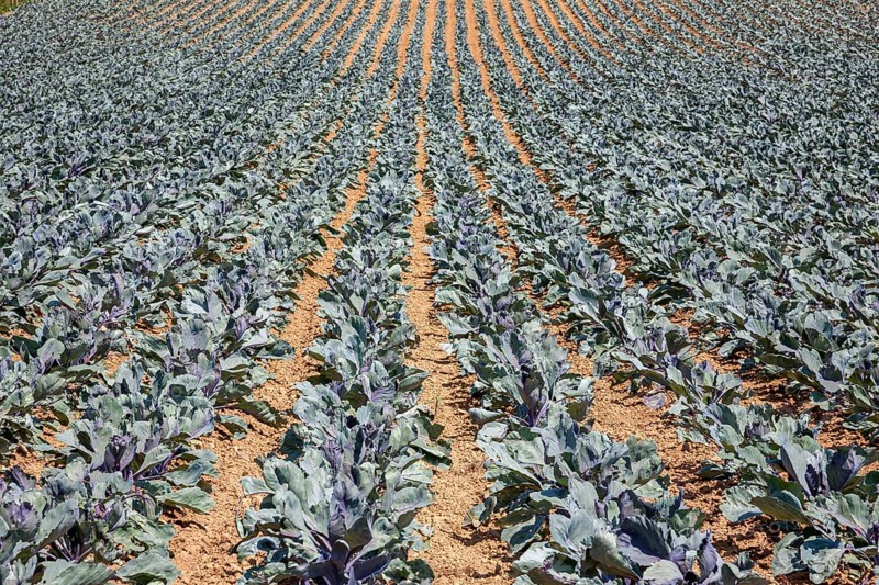 Field with red cabbage (Brassica oleracea convar. capitata var. rubra L.), Southern Palatinate, Palatinate, Rhineland-Palatinate, Germany, Europe