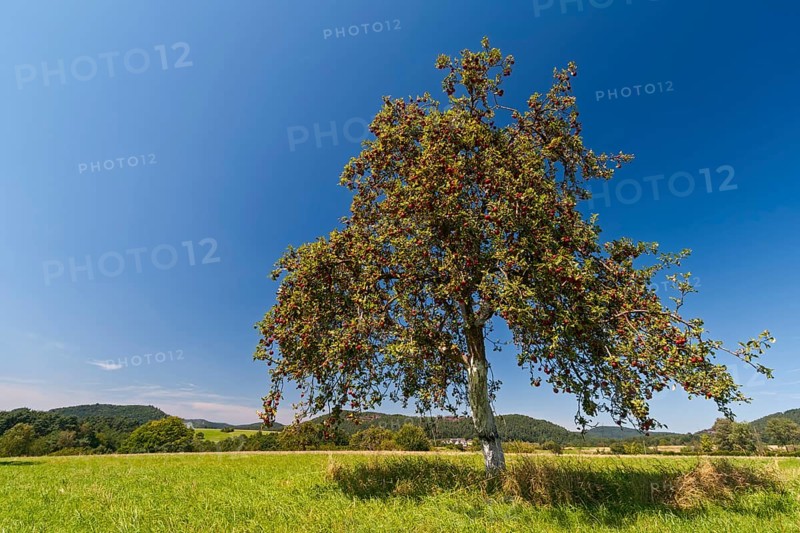 Apple tree (Malus domestica), red apples on tree, Wasgau, Palatinate, Rhineland-Palatinate, Germany, Europe