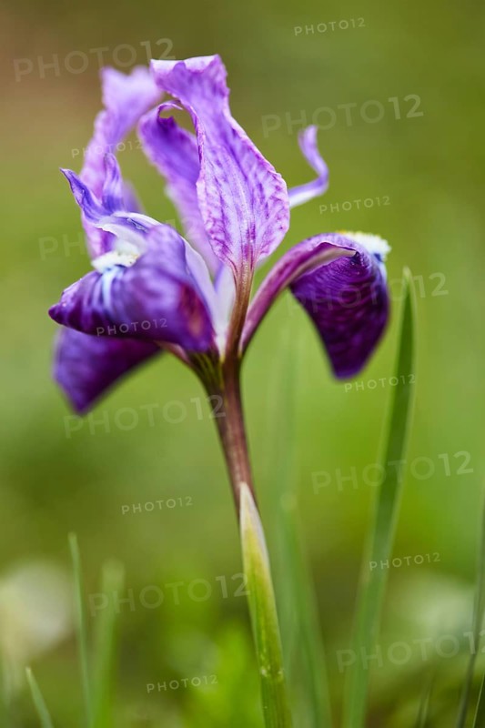 Himalayan Iris in Kullu Valley, Himachal Pradesh, India, Asia
