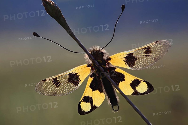 Ascalaphid owlfly (Libelloides macaronius), macro, resting on blade of grass with spread yellow wings, backlit, island of Krk, Croatia, Europe