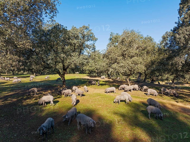 Grazing pigs and holm oaks (Quercus ilex) in the Sierra de Aracena, aerial view, drone shot, Huelva province, Andalusia, Spain, Europe