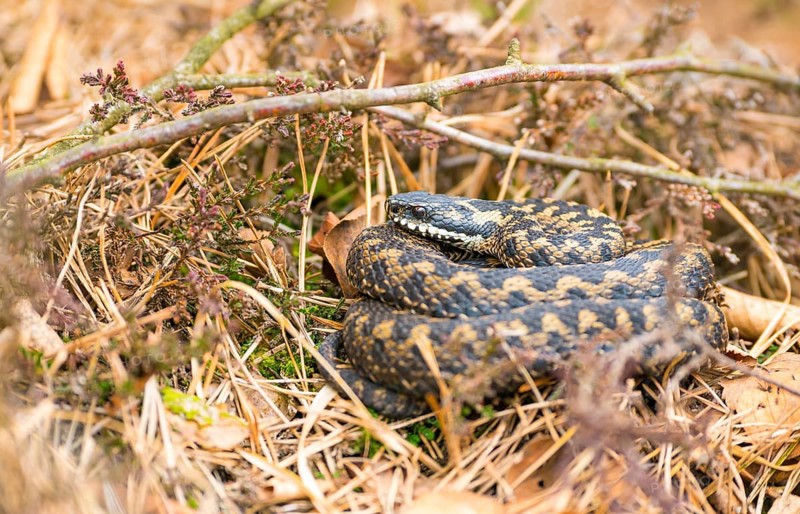 Wild common european viper (Vipera berus), brown, quite young animal, female, lying curled up and well camouflaged on the ground between moss, autumn leaves, broom heather or common heather (Calluna vulgaris), last year's grass, pine (Pinus) needles and twigs, Pietzmoor nature reserve, Lüneburg Heath, Lower Saxony, Germany, Europe