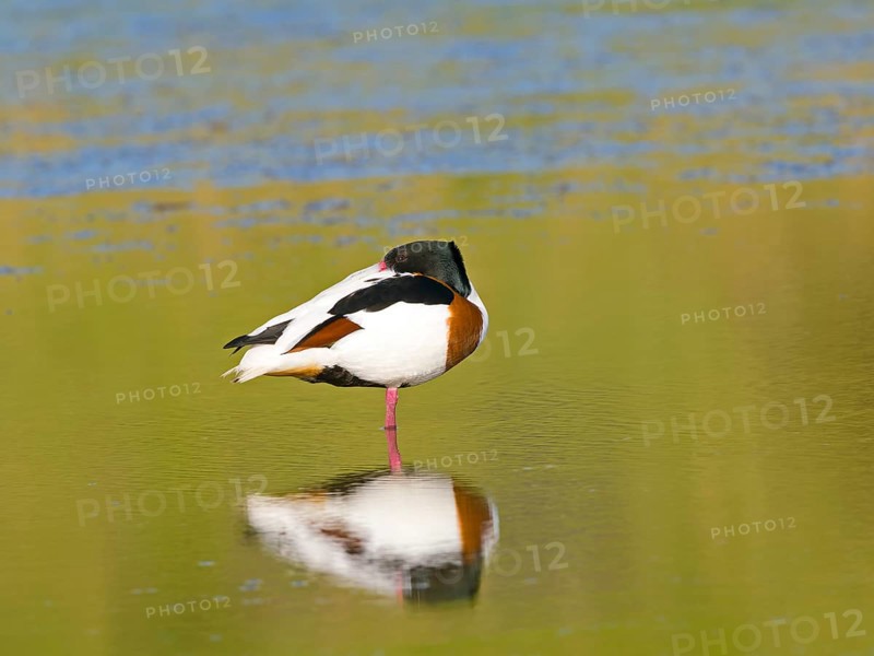 Common shelduck (Tadorna tadorna), resting in shallow water, Texel Island, Netherlands