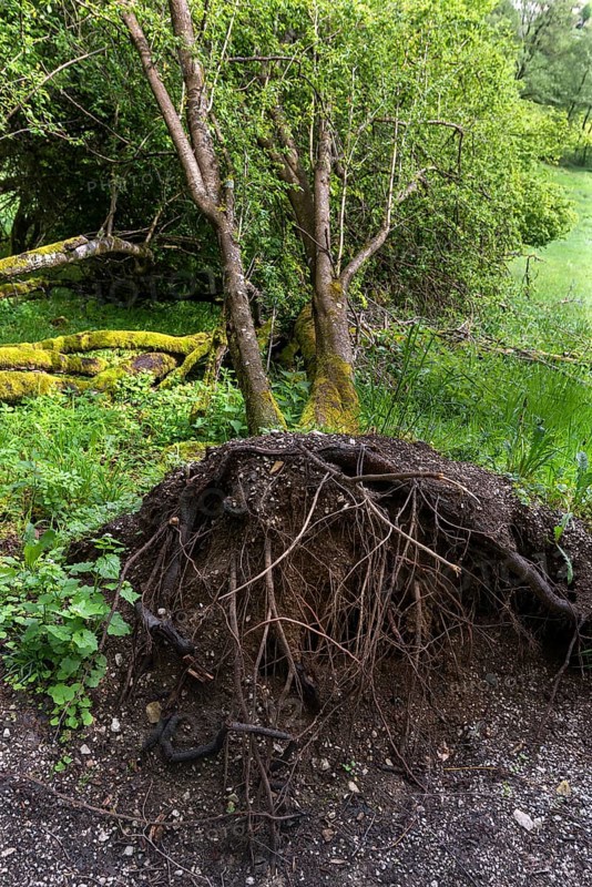 Uprooted black alder (Alnus glutinosa L.), Franconia, Bavaria, Germany, Europe