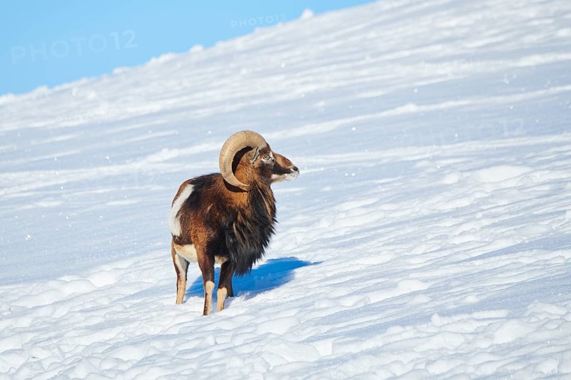 European mouflon (Ovis aries musimon) ram on a snowy meadow in the mountains in tirol, Kitzbühel, Wildpark Aurach, Austria, Europe
