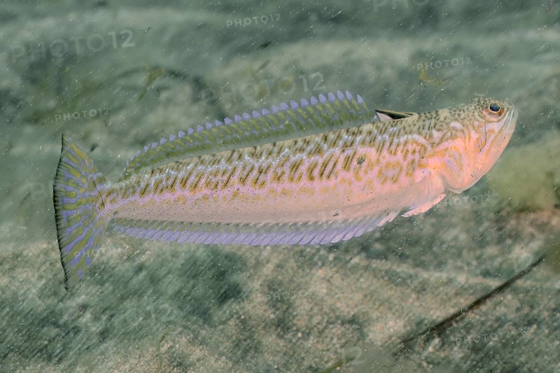 Greater weever (Trachinus draco), El Cabron marine reserve dive site, Arinaga, Gran Canaria, Spain, Atlantic Ocean, Europe