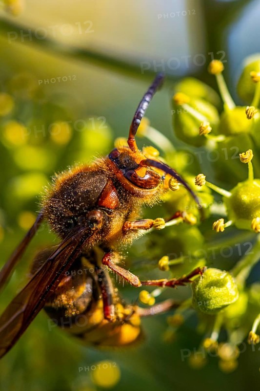European hornet (Vespa crabro), close-up, Lower Austria, Austria, Europe