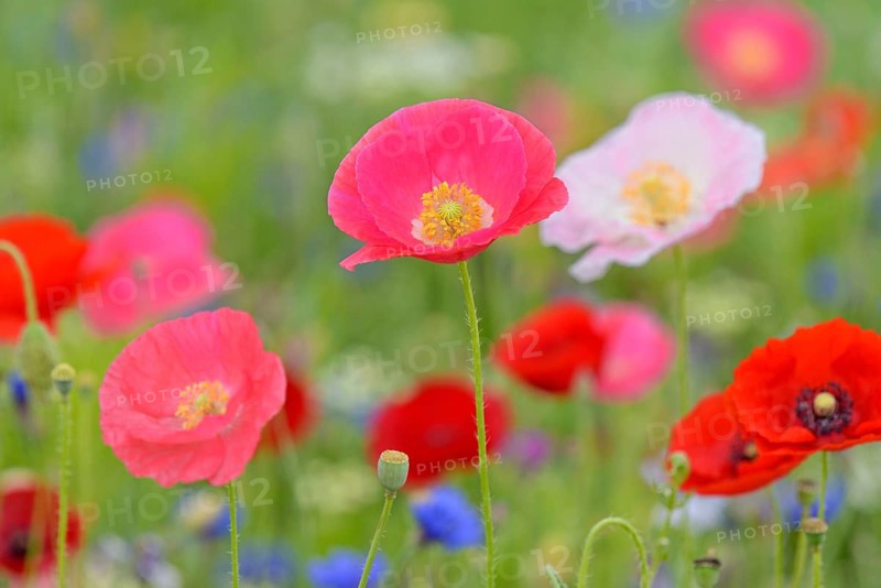Flowering strip, flowering area with poppy flowers (Papaver rhoeas) and cornflowers (Centaurea cyanus), North Rhine-Westphalia, Germany, Europe