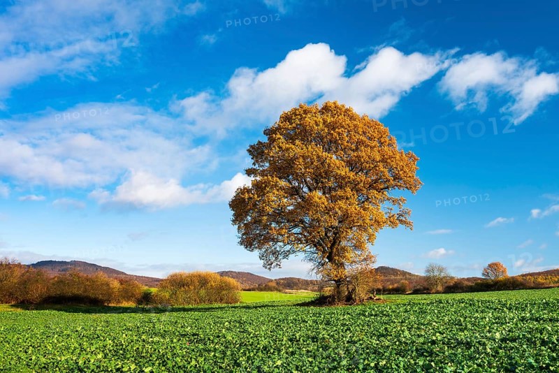 Solitary oak tree (Quercus) in autumn, field with rape winter seed, North Hesse, Hesse, Germany, Europe