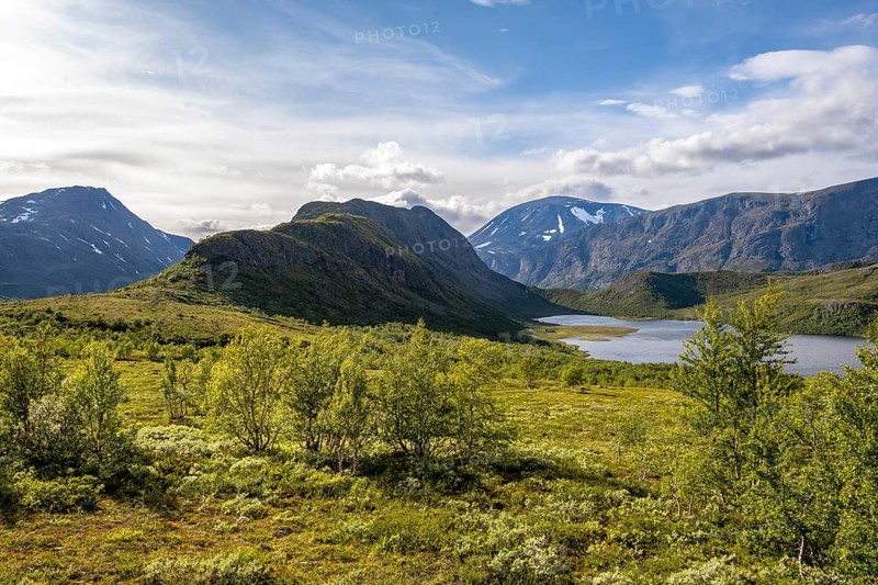 Barren mountain landscape with lake and birch trees, Knutshøe mountain and Leirungen nedre lake, Fjell, Øystre Slidre, Jotunheimen National Park, Norway, Europe