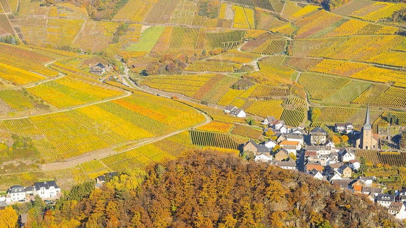 Vineyards in autumn, Mayschoß with parish church, red wine growing region Ahrtal, red wine of the Pinot Noir and Portugieser grape is grown here, Eifel, Rhineland-Palatinate, Germany, Europe