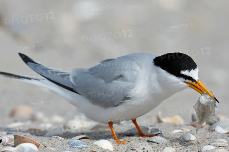 Little Tern (Sternula albifrons), adult bird with fish in its beak, feeding, Lower Saxon Wadden Sea National Park, East Frisian Islands, Lower Saxony, Germany, Europe
