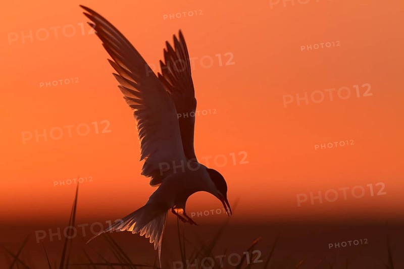 Common Tern (Sterna hirundo), flight study at sunset, in flight, Lower Saxony Wadden Sea National Park, East Frisian Islands, Lower Saxony, Germany, Europe