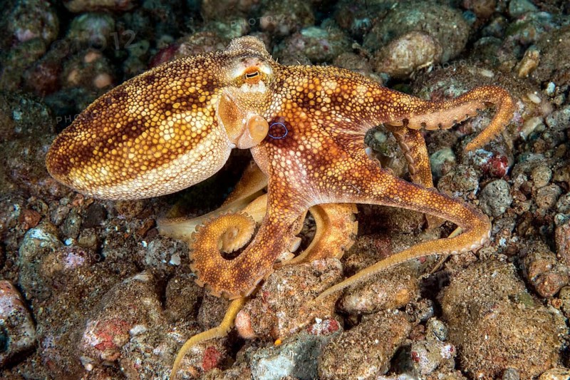Small venomous octopus (Octopus mototi) Two-ringed octopus with two blue rings camouflages itself with mimicry runs in shallow water over rocky seabed, Pacific, Indo-Pacific, Dauin, Dumaguete, Negros Oriental, Negros, Visayas, Philippines, Asia