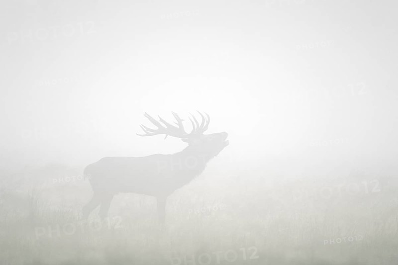Red deer (Cervus elaphus) stag silhouette with large antlers bellowing in thick early morning fog in meadow at dawn during the rut in autumn, fall