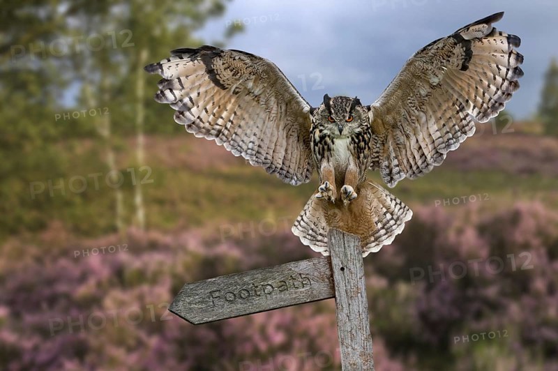 Eurasian eagle owl (Bubo bubo) landing with open wings on signpost in heathland at dusk