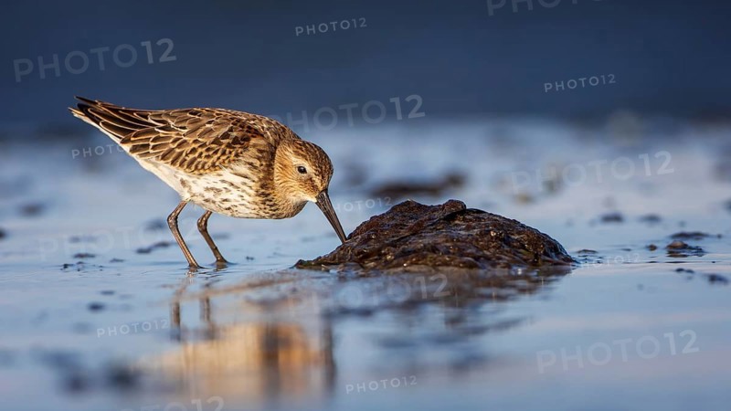 Dunlin (Calidris alpina) Transition from breeding dress to light dress, snipe bird, foraging on mudflats, shallow water zone, Baltic Sea coast, Fischland Darß-Zingst, Vorpommersche Boddenlandschaft National Park, Germany, Europe