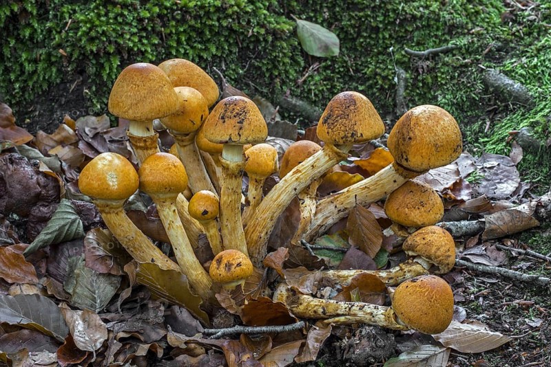 Spectacular rustgill, laughing gym mushroom (Gymnopilus junonius) (Agaricus aureus) (Agaricus junonius) early growth stage in autumn forest