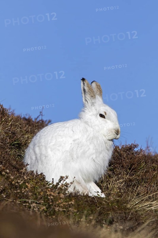Mountain hare (Lepus timidus), Alpine hare, snow hare in white winter pelage sitting in moorland, heathland