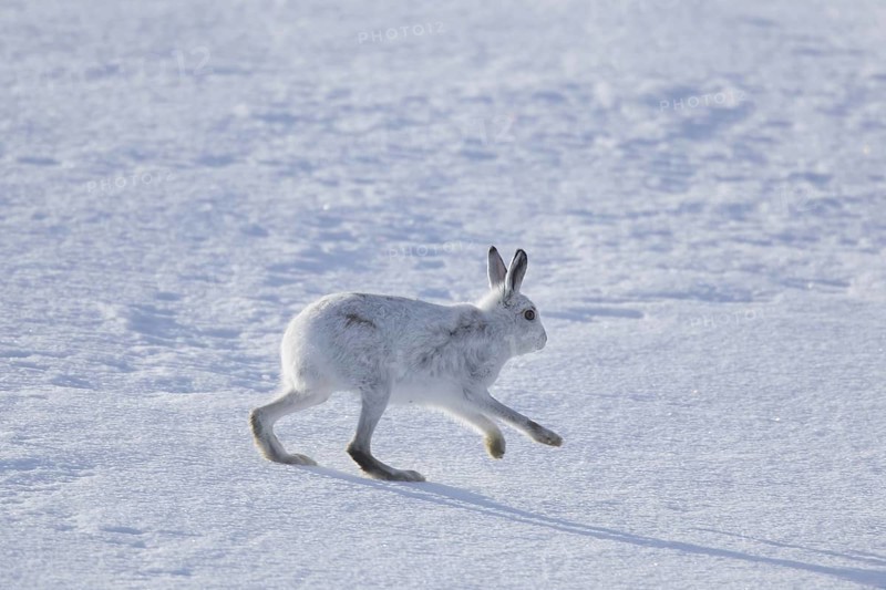 Mountain hare (Lepus timidus), Alpine hare, snow hare in winter pelage running in the snow, Cairngorms National Park, Scotland, UK