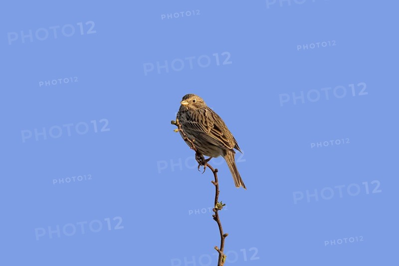 Corn bunting (Miliaria calandra) perched on twig against blue sky